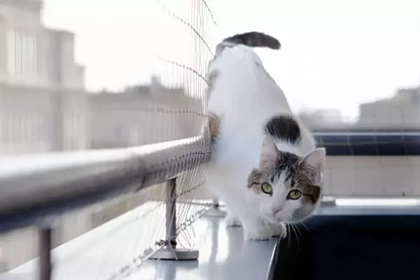 Redes de proteção em Perdizes gatos