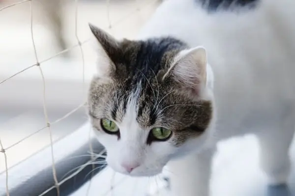 Tela de Gato