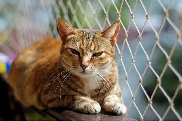 Redes de proteção em Piraquara para gatos