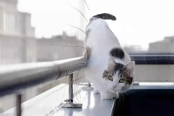 Redes de proteção para gatos no Brás