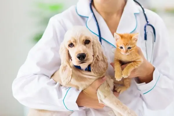 Veterinários de Cães e Gatos