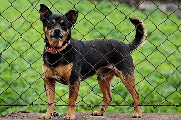 Tela para Cachorro